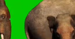 Elephant Greenscreen Effect