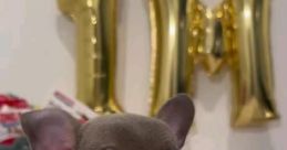 Nurf The Frenchie
