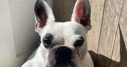 Walter Geoffrey The Frenchie V2