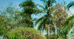Kairali