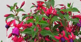 Very fuchsia