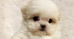 Puppy