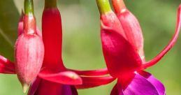 Fuchsia