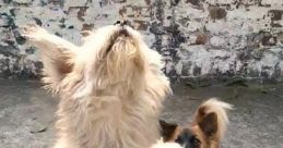 Dog Voice