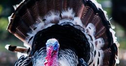 Turkeys
