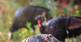 Turkeys