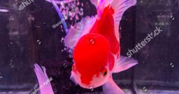 Goldfish