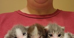 Baby Kittens Without Mommies Voiceover Sentence Mixing V2