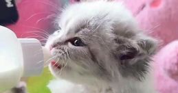 Baby Kittens Without Mommies Voiceover Sentence Mixing V2