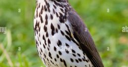 Thrush