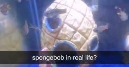 REAL SPONGEBOB