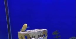 REAL SPONGEBOB