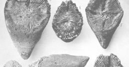 Fossils