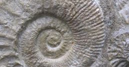 Fossils