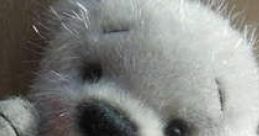 Willibob