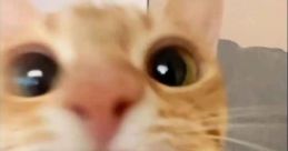 Oiiiiiiii