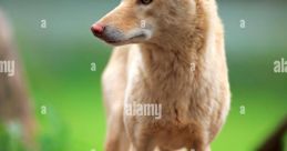 Dingo