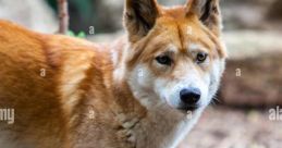 Dingo