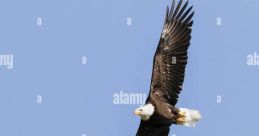 Soaring