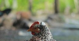 Mother hen and children