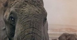 Echo The Elephant