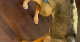 Dee dee the dog