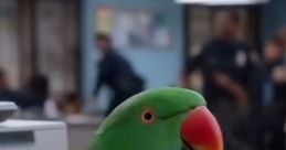 Larry the parrot