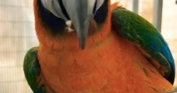 Larry The Parrot
