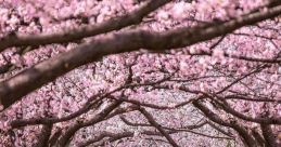Blossom