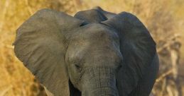 Baby elephant