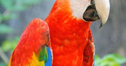 Parrot