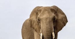 Baby elephants dad