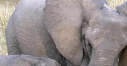 Baby elphants mom
