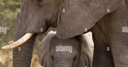 Baby Elphants Mom