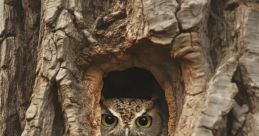 Owl (Trunk Tales)