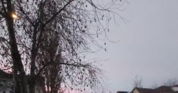 GDKurashWillow