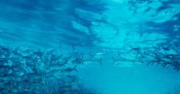 Blue Planet 20133