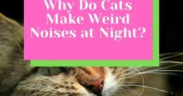 Werid noises