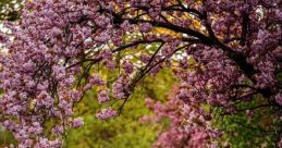 Blossom brother