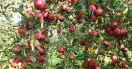 Apel Apel and effects to download and play.