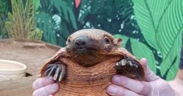 Simon Rollin' Armadillo (Zooquarium Gangs)