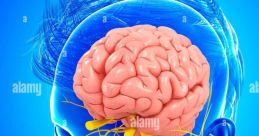 Cerebro