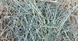 Hay