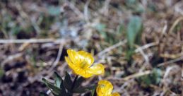 Buttercup