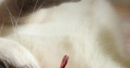 Cat Purring On A Rainy Night: Relax In Front Of A Warm, Crackling Fire On A Rainy Night With Your Purring Cat Keeping You