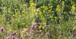 Summer Mornings On The Porch: Lazy Spring Morning On The Back Porch; Living In The Mojave Desert "Summer Mornings On The