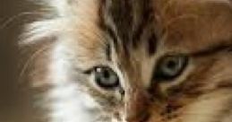 Kitty Cuddling: Cuddlethunder Storm 'Kitty Cuddling: Cuddlethunder Storm' presents a calming auditory environment where