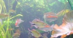 Large Aquarium: Wonderful Large Aquarium The "Large Aquarium: Wonderful Large Aquarium" cape captures the tranquil ambiance