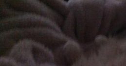 Midafternoon Nap: Mid Afternoon Nap With Cat 'Midafternoon Nap: Mid Afternoon Nap With Cat' features a serene cape ideal