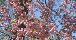Garden Noises: Sitting On Your Back Porch, Enjoying The Of Your Garden 'Garden Noises: Sitting On Your Back Porch,